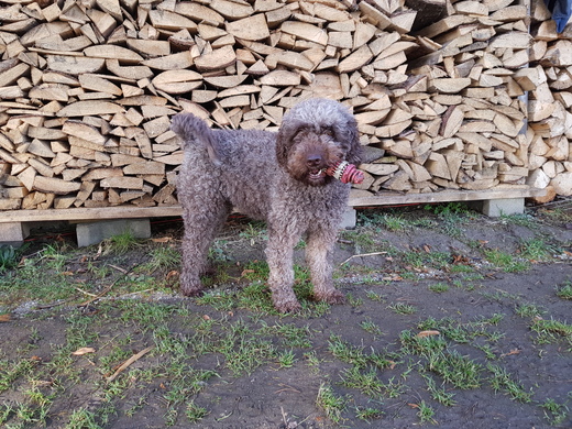 Klotylda, Spanish Water Dog