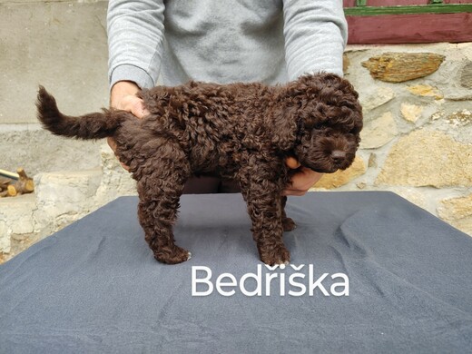 Španělský vodní pes, Vrh B 10.jpg