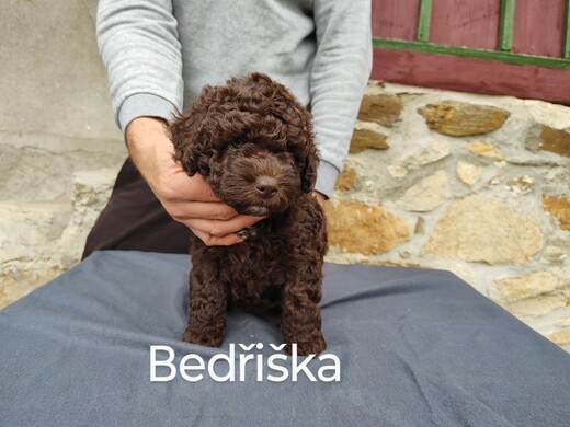 Španělský vodní pes, Vrh B 11.jpg