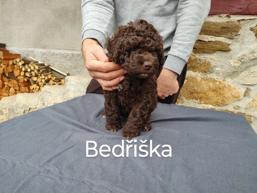 Španělský vodní pes, Vrh B 12.jpg