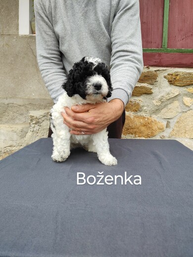 Španělský vodní pes, Vrh B 16.jpg