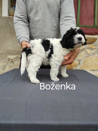 Španělský vodní pes, Vrh B 17.jpg