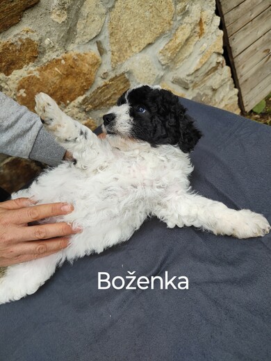 Španělský vodní pes, Vrh B 18.jpg