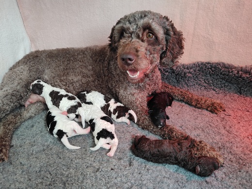 Štěňátka Španělský vodní pes (Spanish Water Dog) 1.jpg