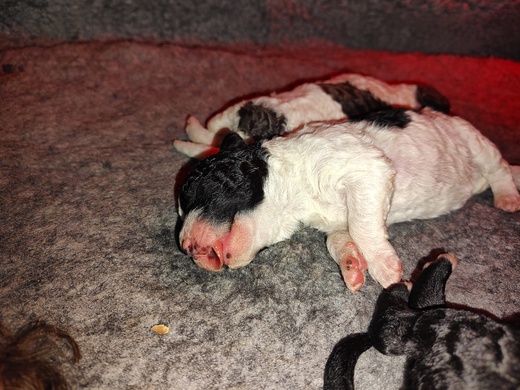 Štěňátka Španělský vodní pes (Spanish Water Dog) 2.jpg
