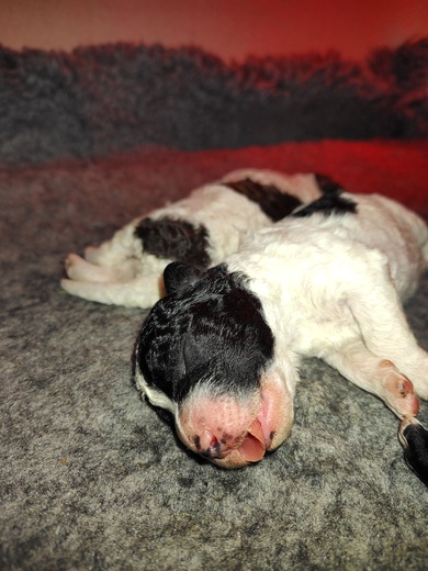 Štěňátka Španělský vodní pes (Spanish Water Dog) 3.jpg