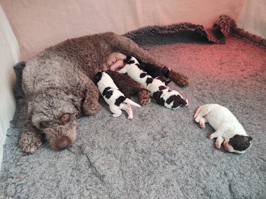 Štěňátka Španělský vodní pes (Spanish Water Dog) 4.jpg