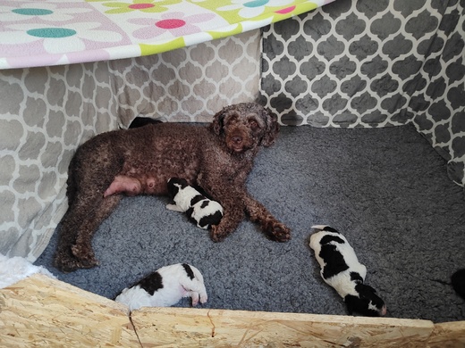 Štěňátka Španělský vodní pes (Spanish Water Dog) 5.jpg