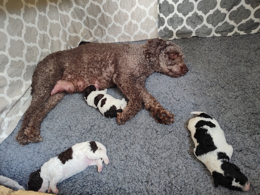 Štěňátka Španělský vodní pes (Spanish Water Dog) 7.jpg