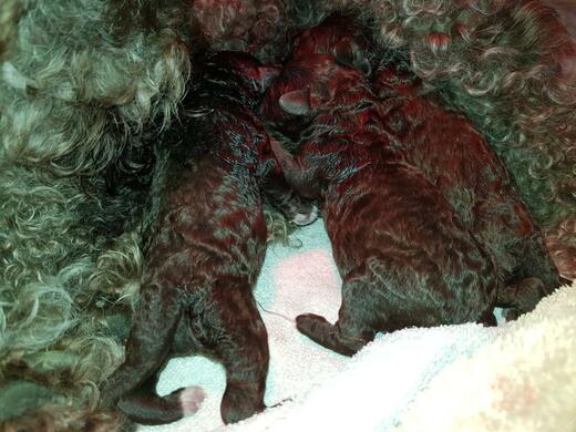 Štěňata plemene Španělský vodní pes (Spanish Water Dog).