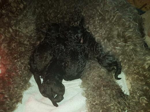 Štěňata plemene Španělský vodní pes (Spanish Water Dog).