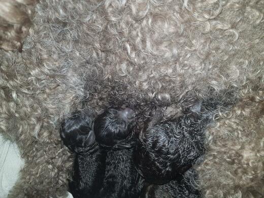Štěňata plemene Španělský vodní pes (Spanish Water Dog).