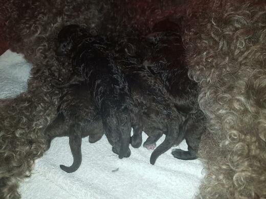 Štěňata plemene Španělský vodní pes (Spanish Water Dog).